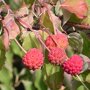Grootbloemige Japanse kornoelje wit vrucht